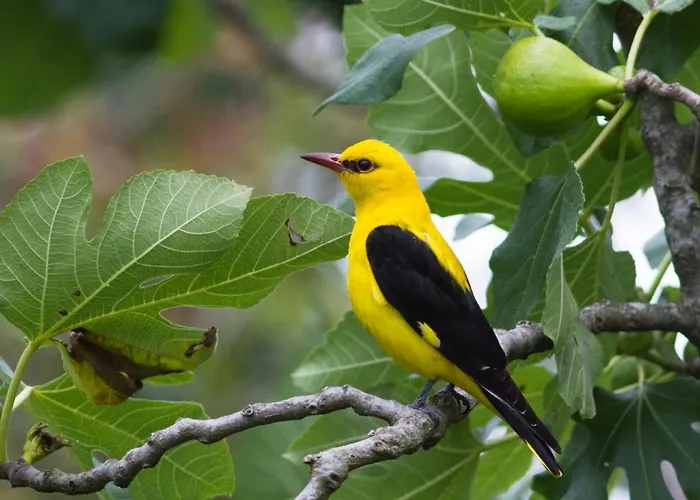 Lpc Dordogne Holidays - Le Petit Coin Vakantiehuis *
